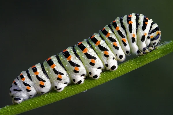 Lagarta de um Papilionidae — Fotografia de Stock