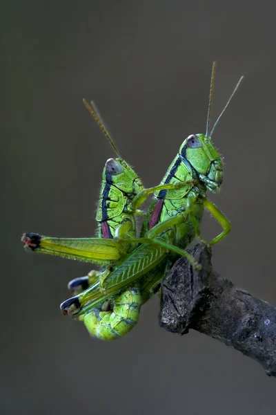 Geslacht grasshoper — Stockfoto