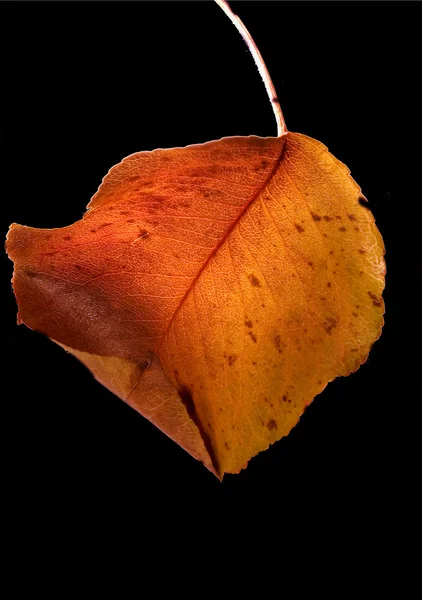 Hoja y colores en otoño — Foto de Stock