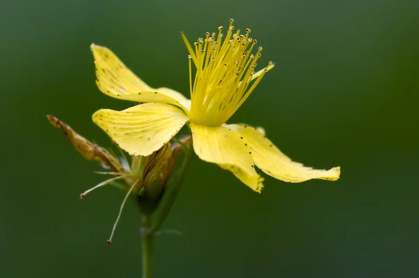 Fleur jaune — Photo