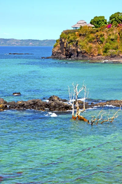 Belle andilana plage algues dans arbre mort et rocher — Photo