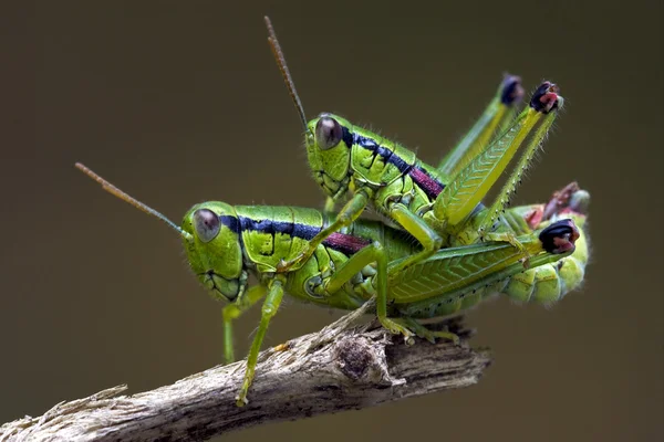 Grasshopper having sex — Stock Photo, Image