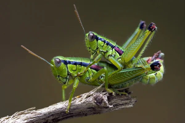 Heuschrecke beim Sex — Stockfoto