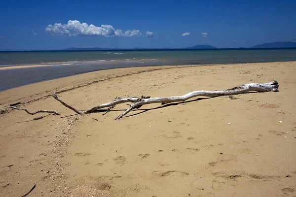 Neugierig auf Strand — Stockfoto