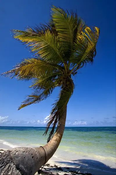 Palm in de wind in de blauwe lagune mexico — Stockfoto