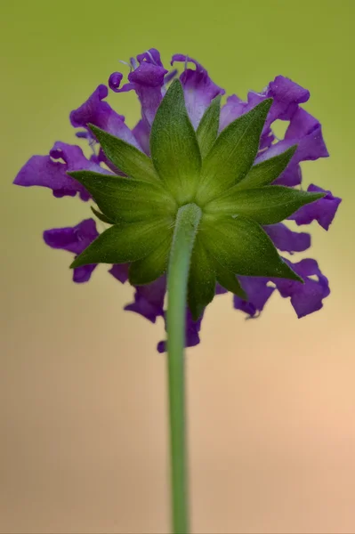 Bir dispsacacea arka — Stok fotoğraf