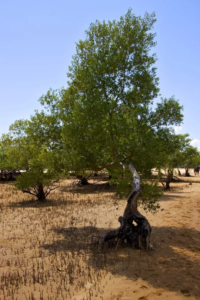 Reserve of lokobe — Stock Photo, Image