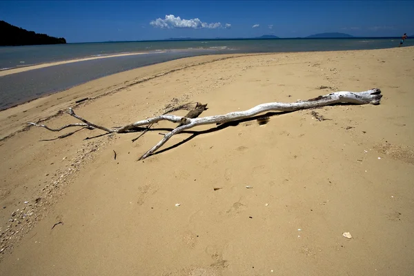 Sand and tree — Stock Photo, Image