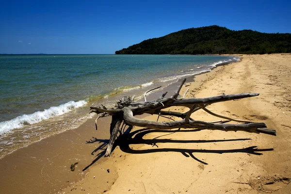 Lowtide and a tree — Stock Photo, Image