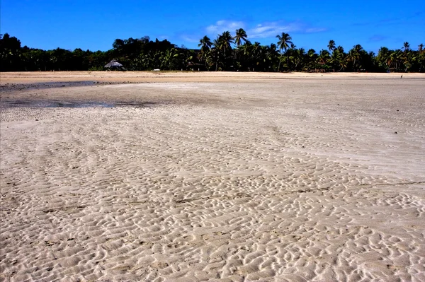 Algas marinas y playa — Foto de Stock