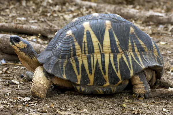 Turtle's aarde in Madagaskar — Stockfoto