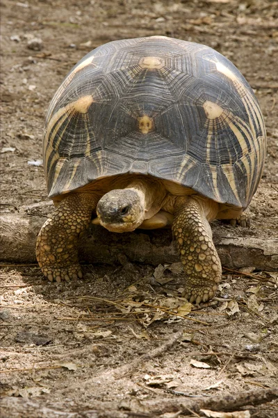 Turtle'nın dünya Madagaskar meraklı olmak — Stok fotoğraf