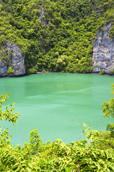 Litoral de uma lagoa verde e árvore — Fotografia de Stock