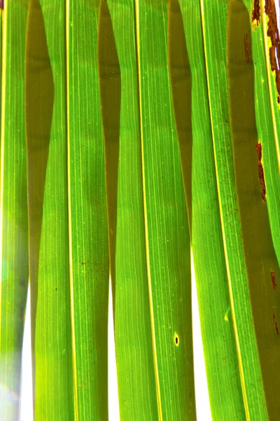 Thailand abstrait dans la feuille de lumière et ses veines — Photo