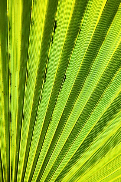 Abstract green leaf — Stock Photo, Image