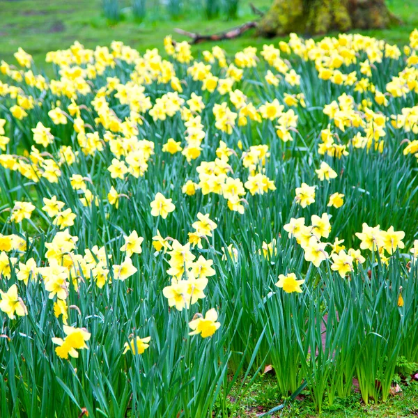 En Londres campo de flores amarillas naturaleza y primavera — Foto de Stock