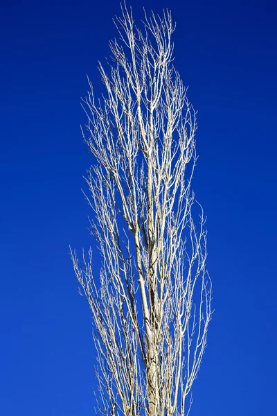 Totholz im Winter in Marokko-Afrika — Stockfoto