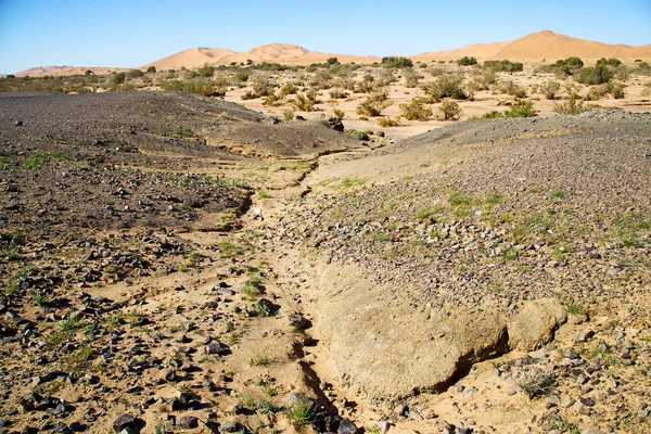 モロッコのサハラ砂漠と岩の石の砂漠で古い化石 — ストック写真