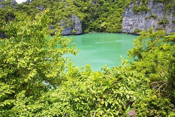 Kusten av en grön lagun och träd södra Kina — Stockfoto