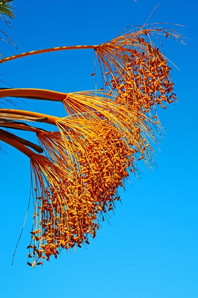 Frutta nel cielo marocco — Foto Stock