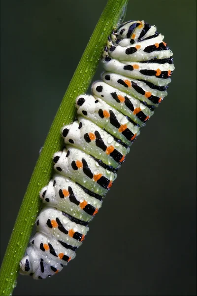 Dans un arbre vert de fenouil sauvage — Photo