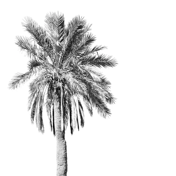 Palma tropical solo en Marruecos y el cielo — Foto de Stock
