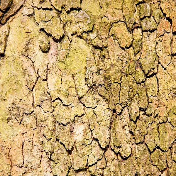 In Inghilterra corteccia vecchia di Londra e struttura astratta del legno — Foto Stock