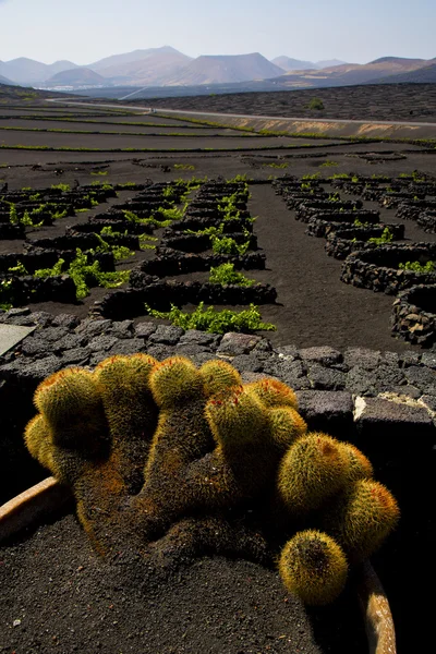 Cactus  lanzarote spain la geria vine screw — Stock Photo, Image