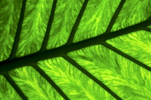 E up abstract of a  green  black   leaf and his veins in the li — Stock Photo, Image