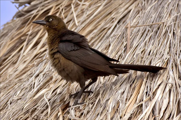 Kant van bruin sparrow — Stockfoto