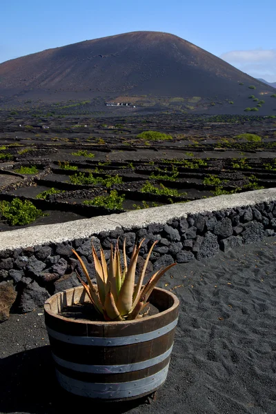 Cactus wijnbouw producent lanzarote Spanje — Stockfoto