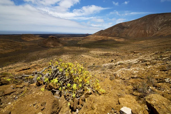 In los volcanes volcanic plant flower bush — Stock Photo, Image