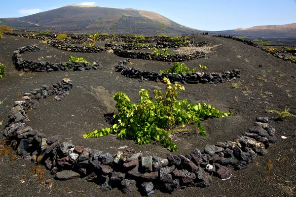 Wijnbouw producent lanzarote Spanje la — Stockfoto