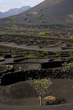 ekimi bağcılık şarapçılık lanzarote İspanya