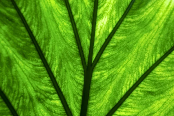 Abstrakte Makro-Nahaufnahme eines Grüns — Stockfoto