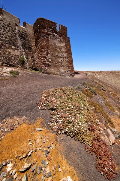 Blomma arrecife lanzarote Spanien den gamla väggen slottet sentry — Stockfoto