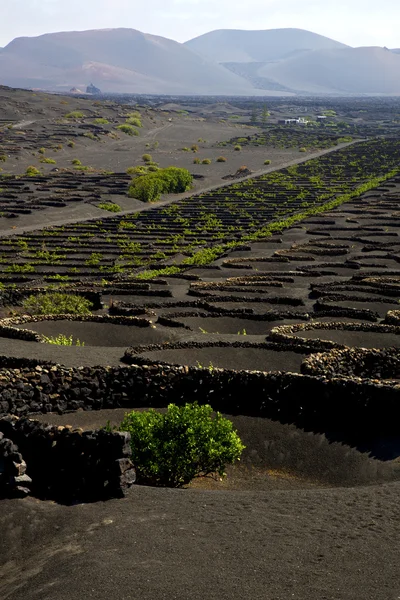 Viticulture  lanzarote s wall crops  cultivation — Stock Photo, Image