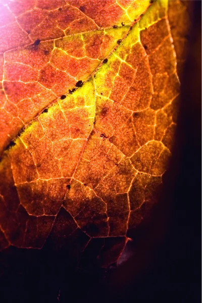 Yellow red  black brown leaf and his veins — Stock Photo, Image