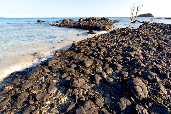 Madagascar    andilana  seaweed        dead tree — Stock Photo, Image