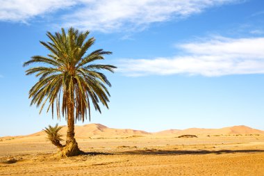 çöl oasi Fas'ta palmiye 