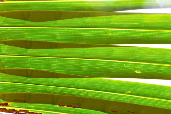 Leaf abstrakt thailand i ljuset — Stockfoto