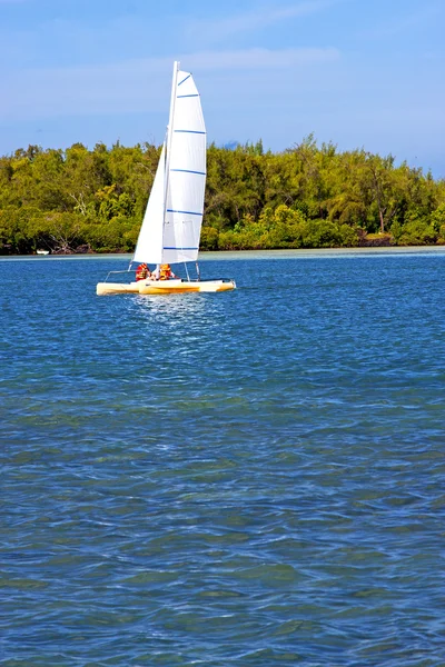 Пляж ile du cerfs seaweed in indian ocean sailing — стоковое фото