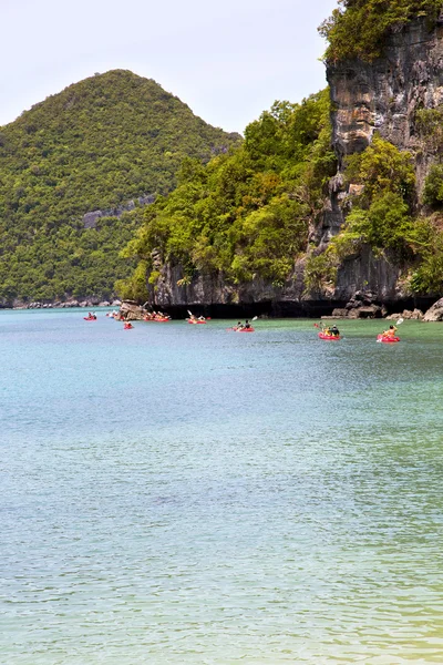 Litoral de uma lagoa verde e árvore caiaque phangan baía — Fotografia de Stock