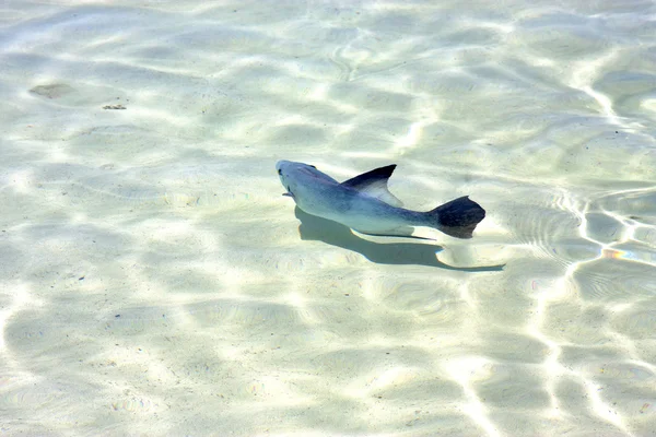 Fish          in mexico froath and     sea drop    wave — Stock Photo, Image