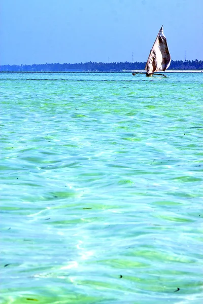 Beach zanzibar řas rostlina — Stock fotografie