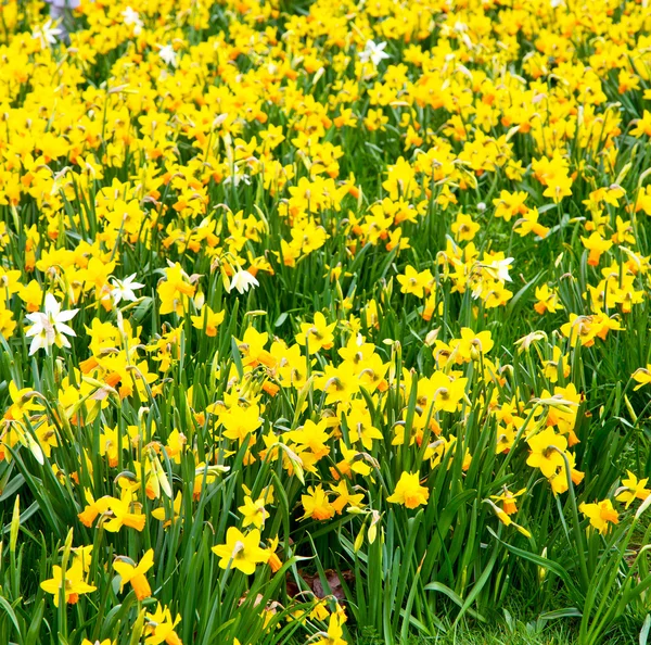 Wit in Londen gele bloem veld aard en voorjaar — Stockfoto