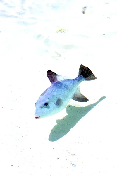 Pequeño pescado isla contoy en mexico gota sunny wave — Foto de Stock