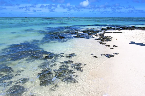 Beach ile du cerfs seaweed   indian ocean  and rock — Stock Photo, Image