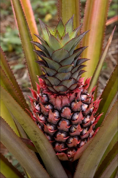 Bruin ananas in de bush — Stockfoto