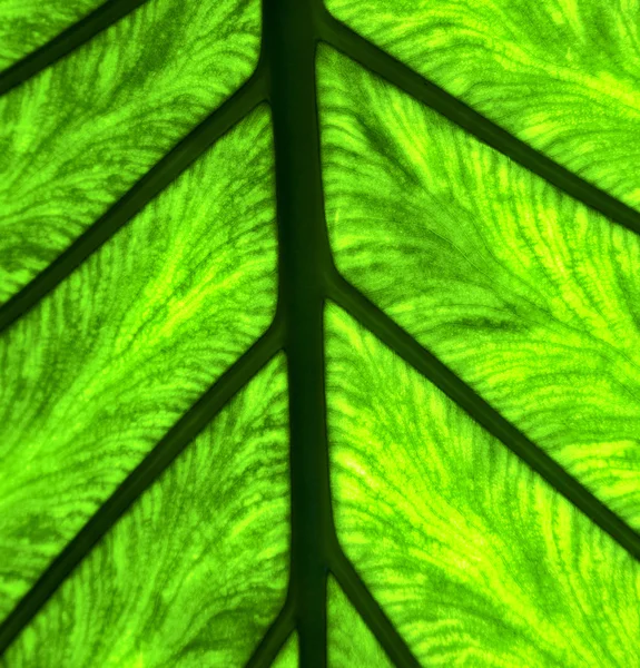 Abstract leaf and his veins background 4 green  black    in the — Stock Photo, Image
